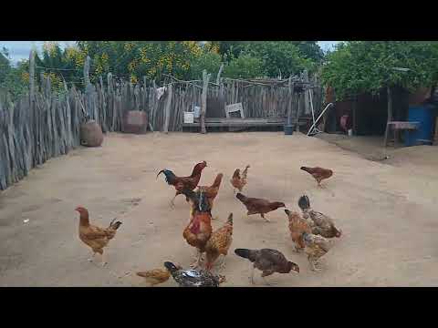 Lorenna casa vovó Dalva várzea Branca PI pt 3