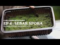 EP 4  . CARA PEMBIAKAN PAKIS : Sebar Spora (Tectaria aurita & Microsorum cv.)