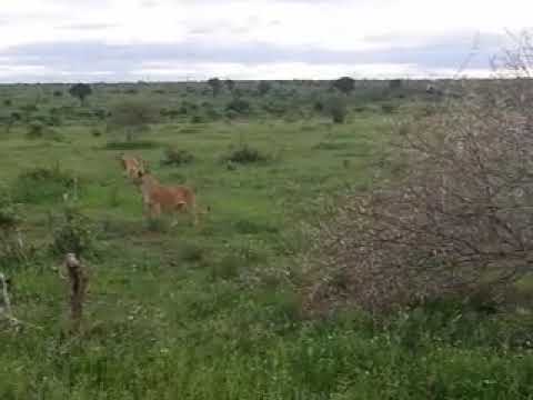 Warthog 1 - Lions 0! Kruger National Park, never a dull moment! #krugerloversafaris