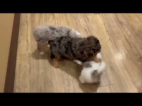 Chihuahua - 4815 video preview