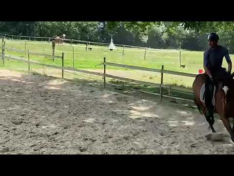 Cheval à vendre - A vendre jument de 5 ans AQPS-SF - equirodi.com