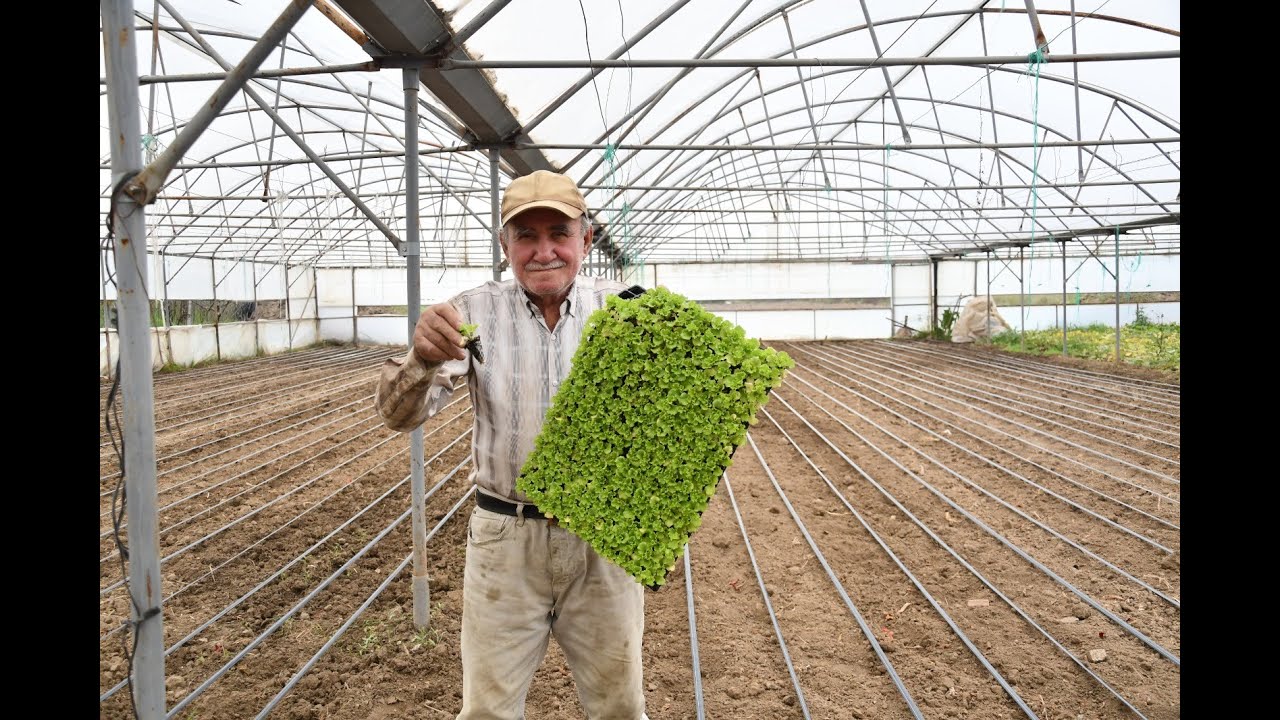 Büyükşehir Desteğiyle Topraklar Bereketlendi