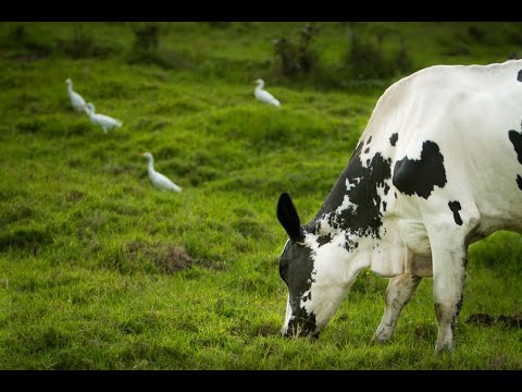 Ibyiza by'u Rwanda (+lyrics) - F. Umwali & Imitari, 1995