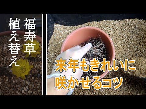 春の福寿草の小花 植物