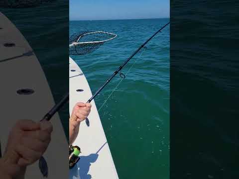 Shark Fishing Florida — New Smyrna Beach Short