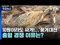 10원이라도 싸게 ... 꽃게대전 출혈 경쟁 이유는 ytn