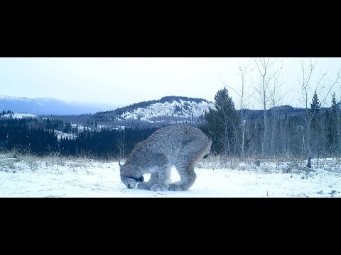 A Yukon Lynx on a Wind Swept Bluff