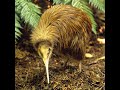 Kiwi Bird || Honorary Mammals || FacTime #Shorts #YouTube #YouTubeShorts #Facts #FacTime