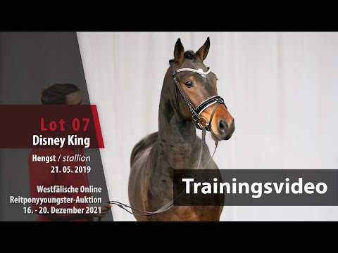 Online Reitponyyoungster-Auktion Training Lot 07 Disney King Hengst v. D-Power AT -   Gandalf