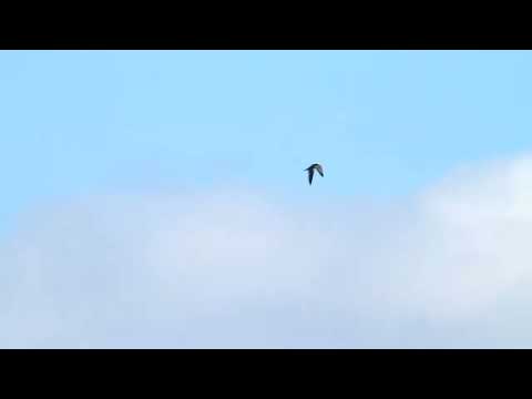 HAWK ATTACKS PIGEON | FALCON CHASING PIGEON