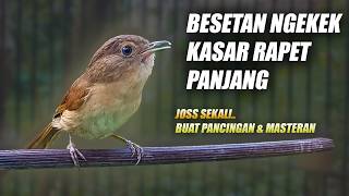 Download lagu MASTERAN BESETAN KASAR RAPAT!! BURUNG FLAMBOYAN GACOR NEMBAK NGEBREN NYERECET NGEROL PANJANG mp3
