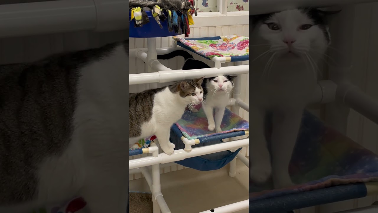 Enlarge 20-265 Alexis (with Steven), a Adoptable Domestic Short Hair in North Branford, CT video 3/3