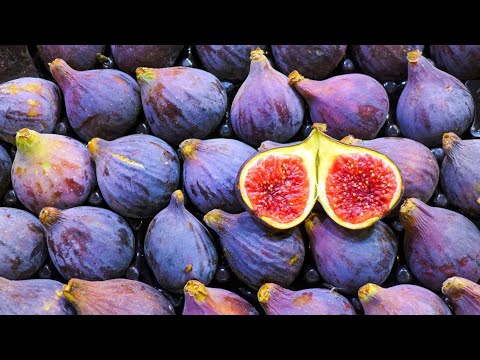 How to Pronounce and Spell Fig