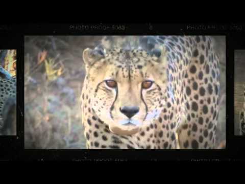 RHULANI MINUTE SAFARI - Cheetah on the hunt