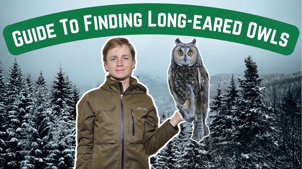 A Beginner's Guide To Finding Long-eared Owls