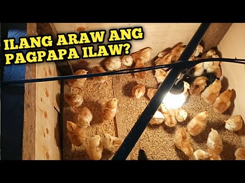HANGGANG KAILAN PAILAWAN ANG MGA SISIW | PAG AALAGA NG MGA SISIW | CHICKEN FARMING