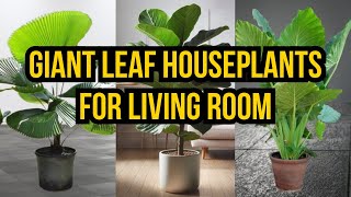 These Huge Leaf Plants Make Any Living Room Look Amazing!