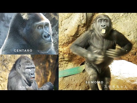 Three Gorillas Raised by humans at UENO ZOO  | Gentaro Annie Sumomo
