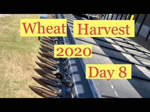 Wheat Harvest 2020 - Day 8