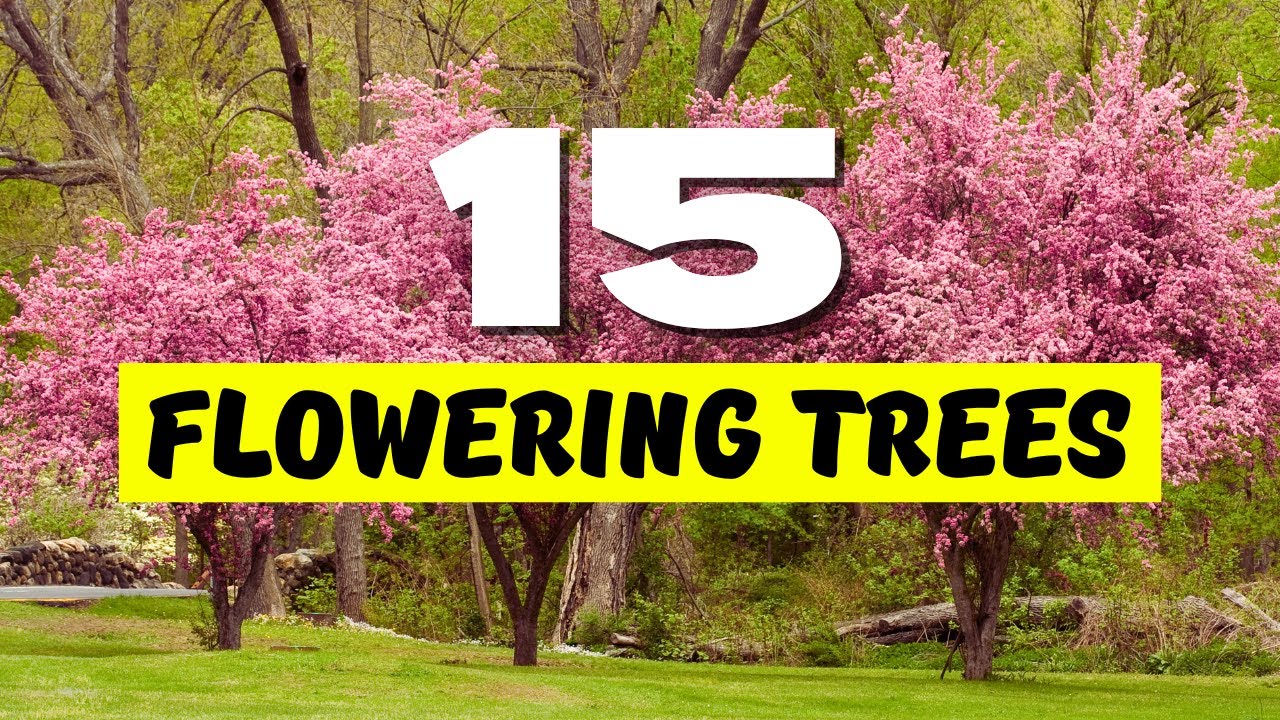 TOP 15 BEST Flowering Trees for a STUNNING Garden 😍 Make Your Yard SHINE! ✨