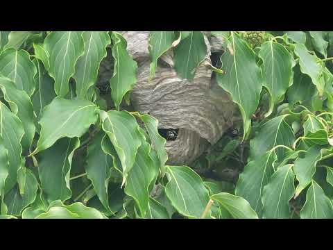 Bald-Faced Hornets Greeting Occupants in Seaside Park, NJ