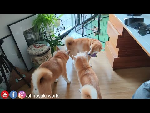 Raya welcomes everyone with happ plane ears in a new morning