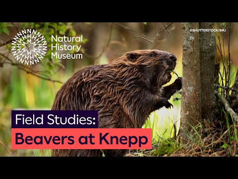 Beavers at Knepp: A winning ecosystem | Field Studies