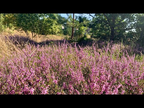 Okolice Trójmiasta: Wrzosowisko, wrzosy w lesie / Around the 3City: Moorland. Heathers in the Forest