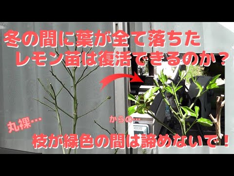 レモンの木は葉を落としていますか?これらが原因です 植物