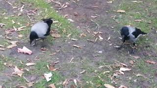 Ворона мать отгоняет конкурентов от мяса \ Mother crow chases off competiton