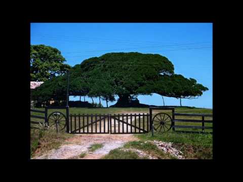 "Visita na Estância"_Lirceu Pedro de Oliveira (Galo Roxo)#musicadosul #gaucho 