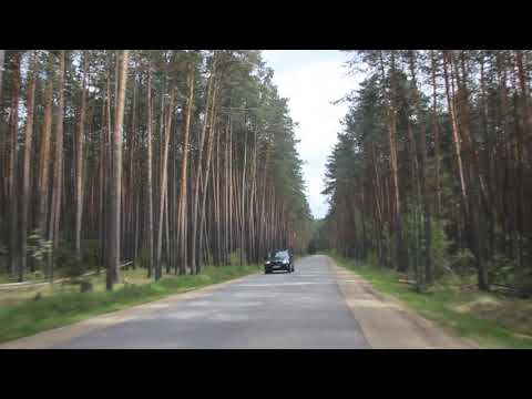 Сосновый бор по дороге в арт парк Николо-Ленивец.