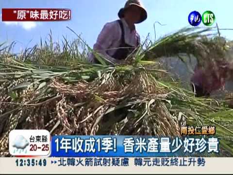 "原"味最好吃! 南投香米Q彈爽口