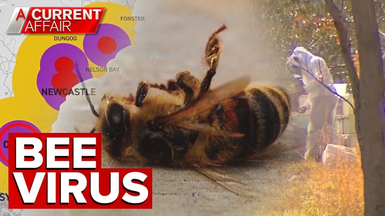 How a deadly bee virus could soon impact your grocery shop | A Current Affair