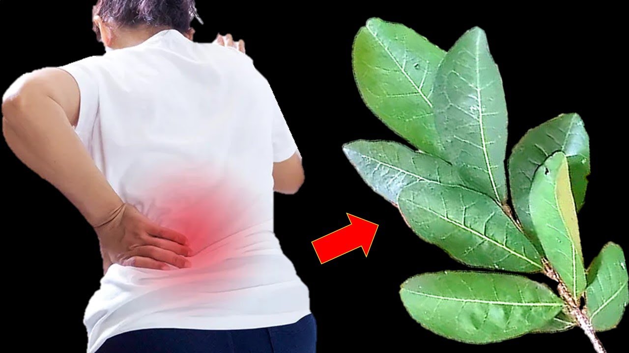 1 folha destrói Inflamação, Artrite, Artrose, Diabetes, Gordura, Dores (Melhor que Remédio)