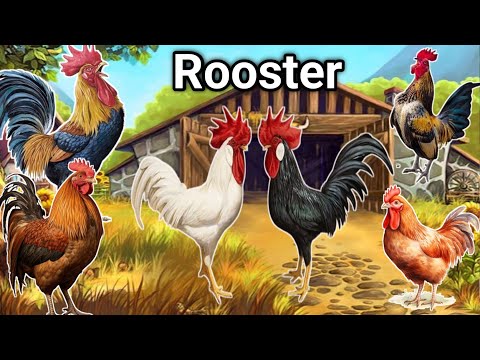 Rooster Crowing | Rooster Crowing Sound Effect | Rooster Sound | Rooster Crowing Compilation