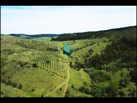 VENTA CAMPO LAVALLEJA 95 hás. 3812 m². FORESTAL. CRÍA. TURÍSTICO. U$S 240.000