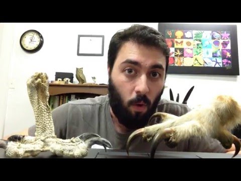 The Neat Thing About Bird Feet with Audubon's Michael Goldman