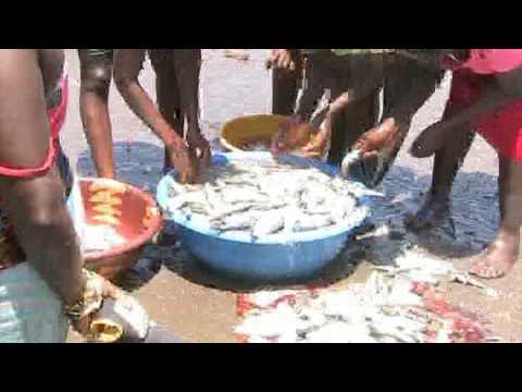 The Old Wharf Fishing Community (Part Two)