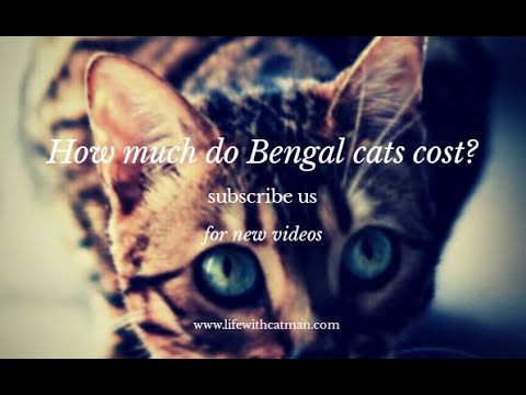 How much do Bengal cats cost?