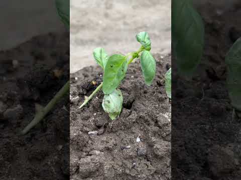 園芸 サラダやバジルの植物を移植するにはどうすればよいですか?