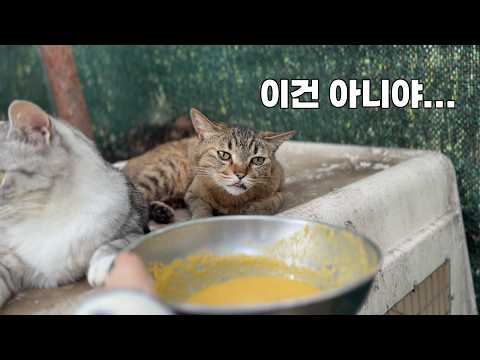 집사가 들고 온 밥그릇 보고 실망한 고양이