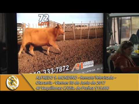 30-06-17 Venta de Vientres - Alfredo S. Mondino - Remate Televisado - Olavarría