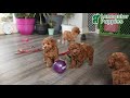 Toy Poodle dogs for sale: Pal   - Video 1