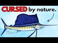 Why It Sucks To Be Born As World S Fastest Fish