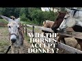 Horses Meet Donkey For The FIRST TIME
