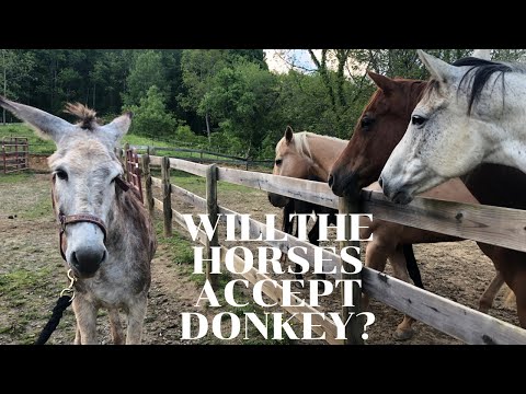 Donkey Breed With Horse