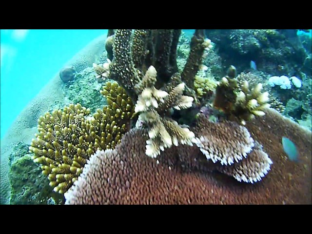 Snorkeling Octopus Resort Fiji / Weltreise - Fiji / #118