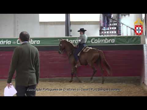 221022 16 Jubileu de Cabeção - Aprovação de Garanhões