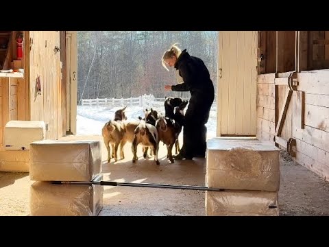 Reindeer training in progress in the barn. 